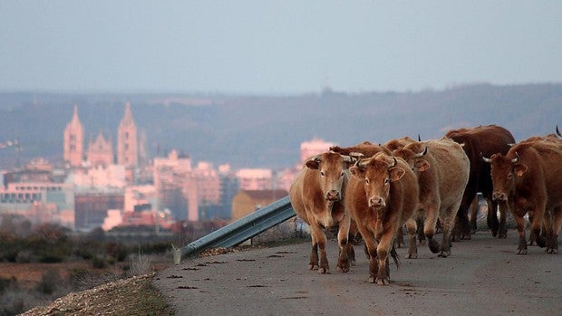 El campo rechaza ser «el chivo expiatorio» por el cambio climático