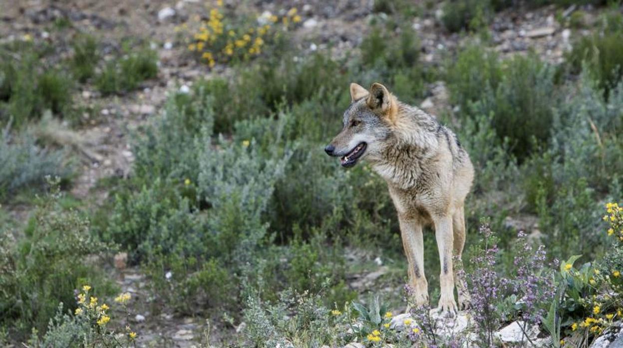 Hallan muerto de un tiro a un lobo que participaba en un estudio sobre la especie en Madrid