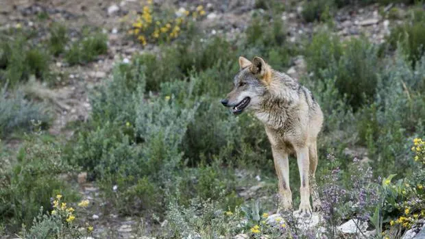 Hallan muerto de un tiro a un lobo que participaba en un estudio sobre la especie en Madrid