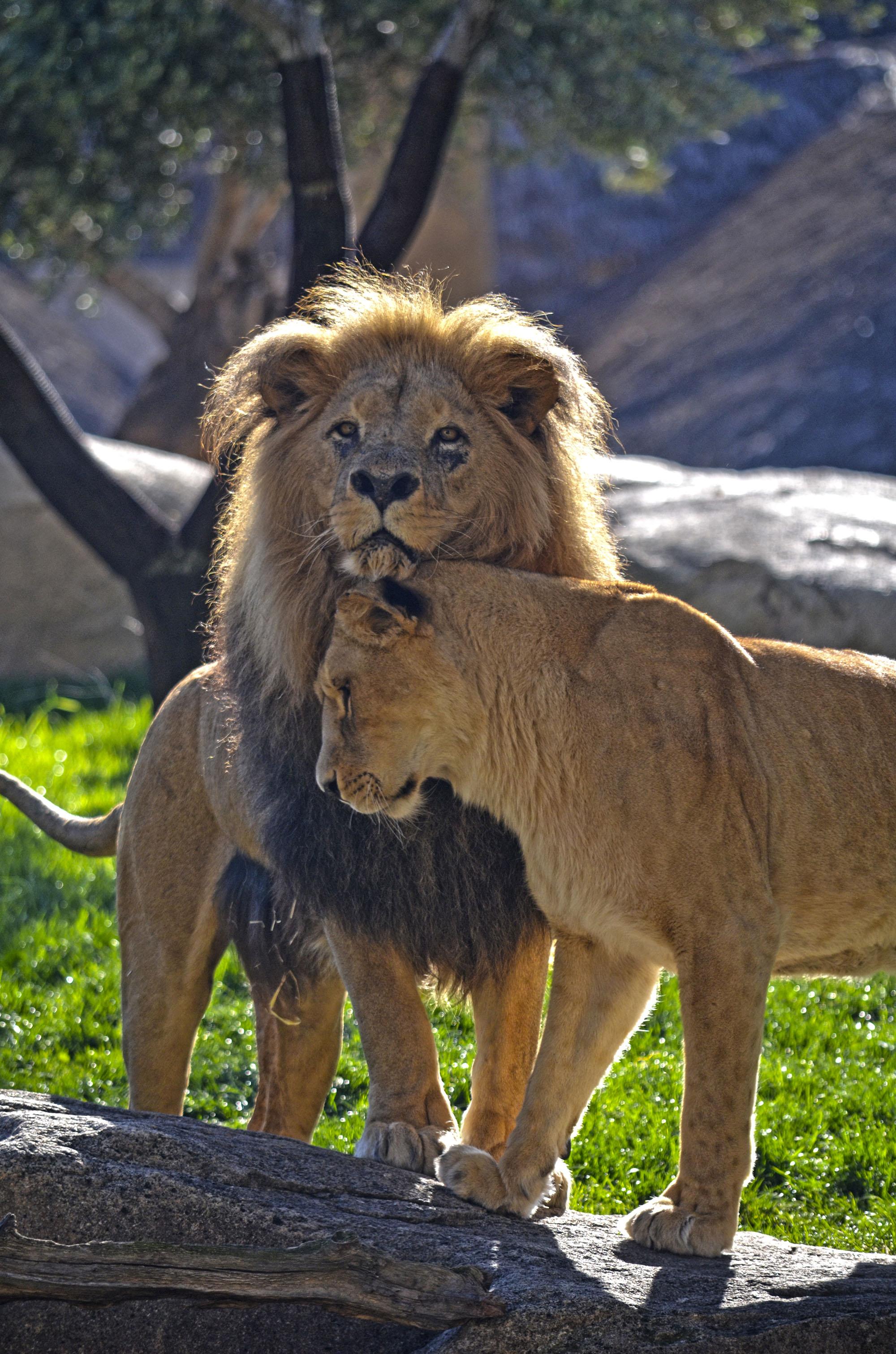 Muere Teimoso, el «rey» león de Bioparc Valencia, por un posible cáncer