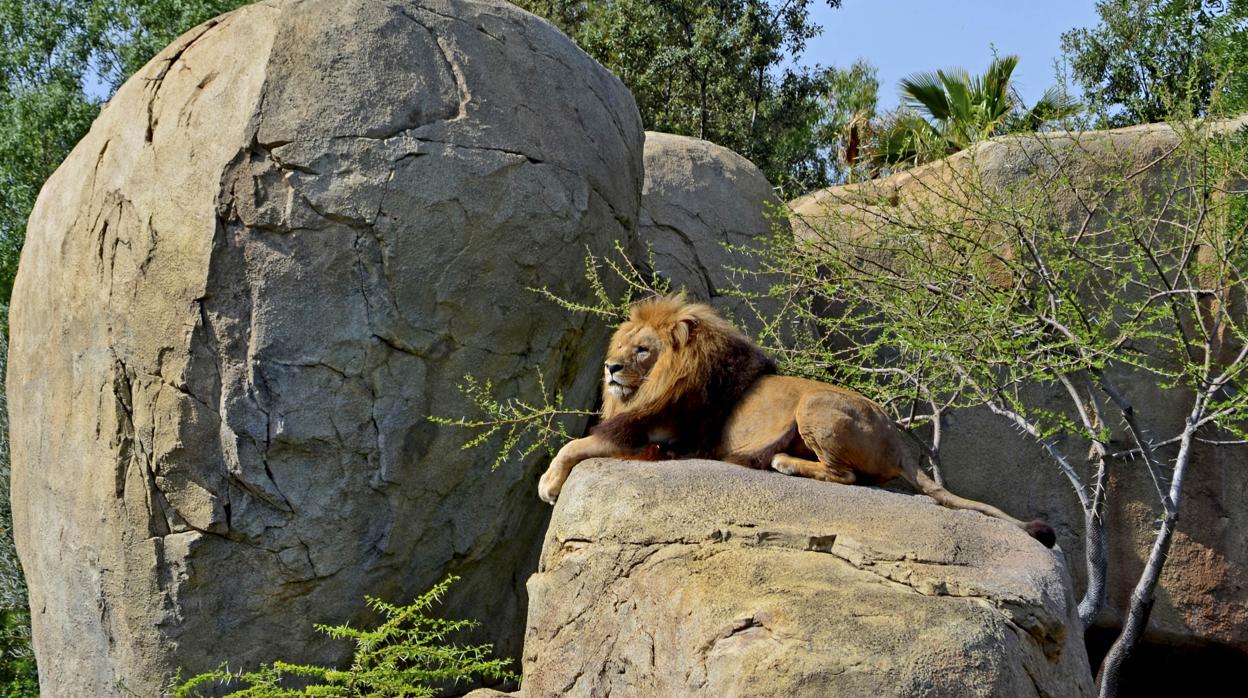 Imagen de archivo de Teimoso en Bioparc Valencia