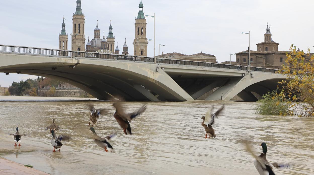 Aspecto que presentaba el Ebro este lunes a su paso por Zaragoza capital