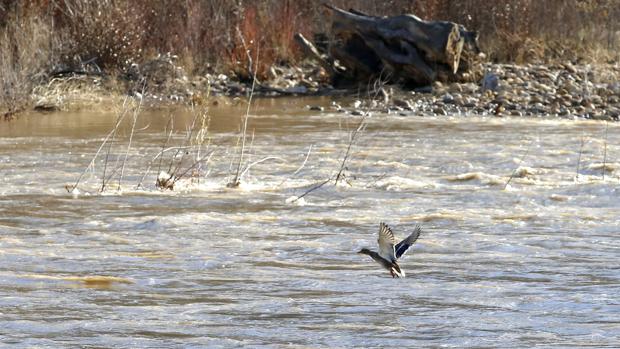 El río Dueñas, a su paso por Crémenes y el Bernesga en Villamanín alcanzan el nivel de alarma