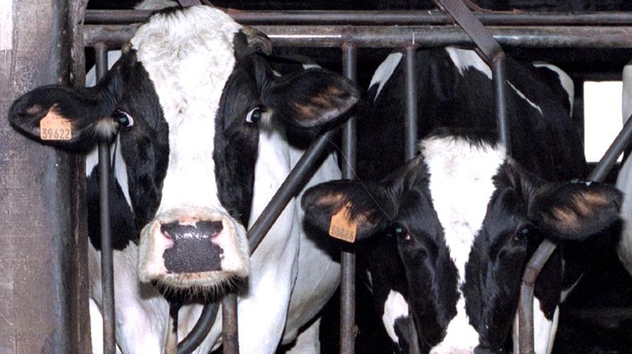 Animales de una ganadería gallega