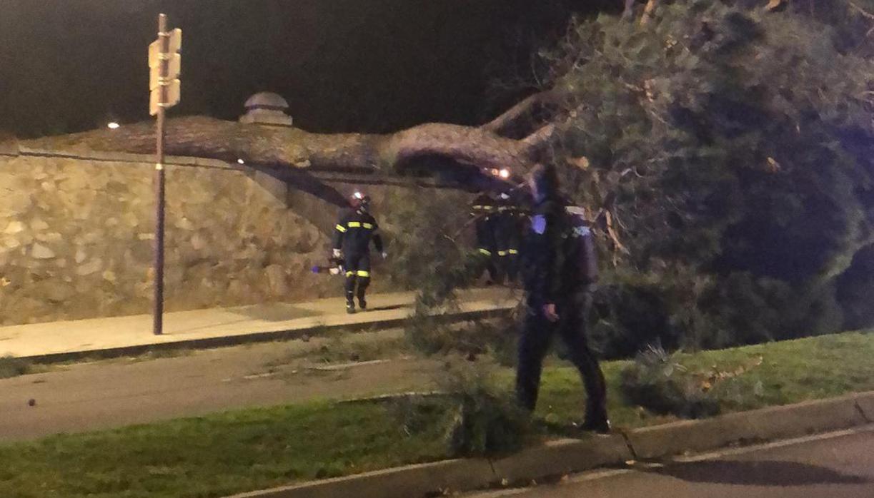 El árbol caído desde el parque de la Vega al Paseo de Merchán