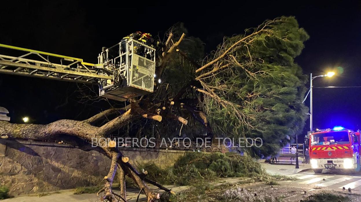Los bomberos retiran el árbol que cayó en el parque de la Vega