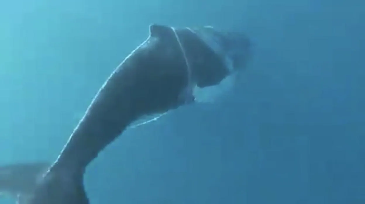 Captura del vídeo en el que se ve a la ballena enredada en un cabo