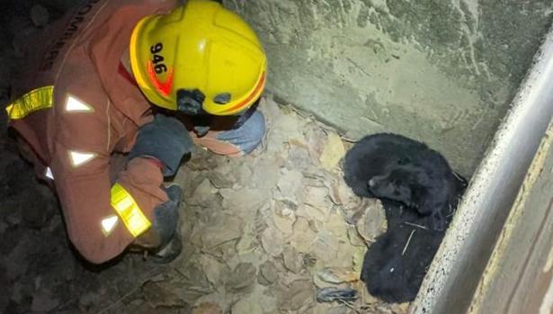 Los bomberos rescatan a dos cachorros de perro del colector de una acequia