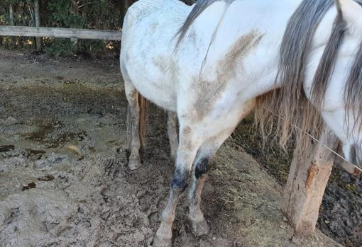 Encuentran seis caballos muertos y otros 19 en pésimas condiciones en una finca hípica de Godelleta