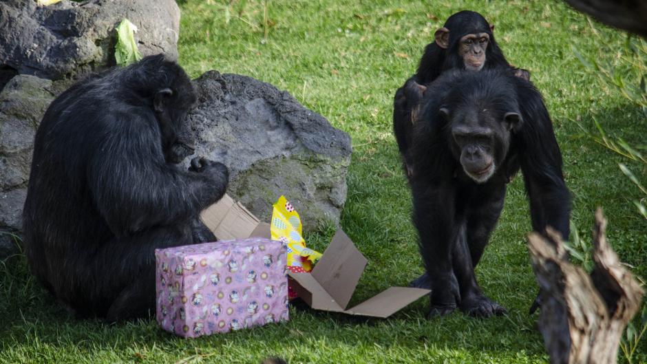 Los Reyes Magos adelantan sus regalos a los animales de Bioparc Valencia