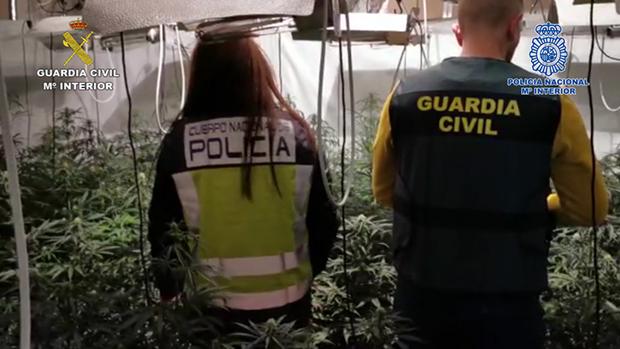 Cae una banda de albaneses y colombianos con 2.800 plantas de marihuana en Valencia