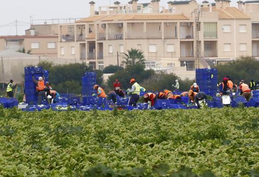 Explotación de lechugas en Los Nietos, dentro del Campo de Cartagena