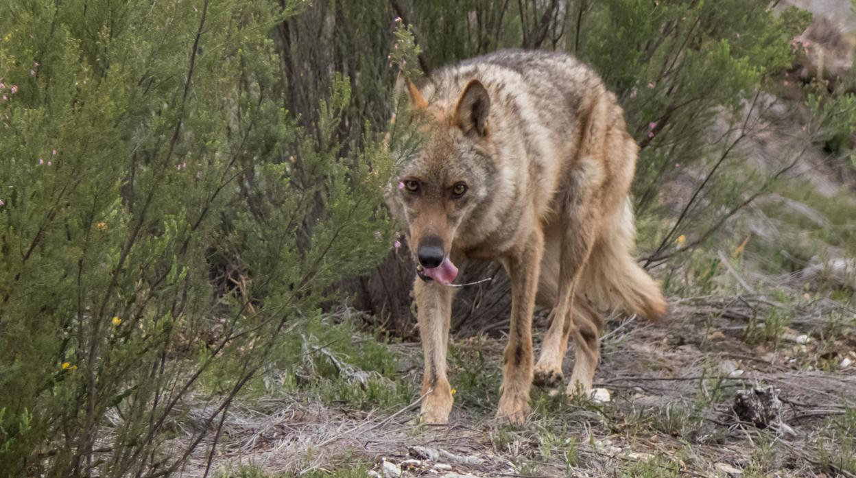 Los dos acusados en el primer juicio en España por abatir a un lobo lo niegan