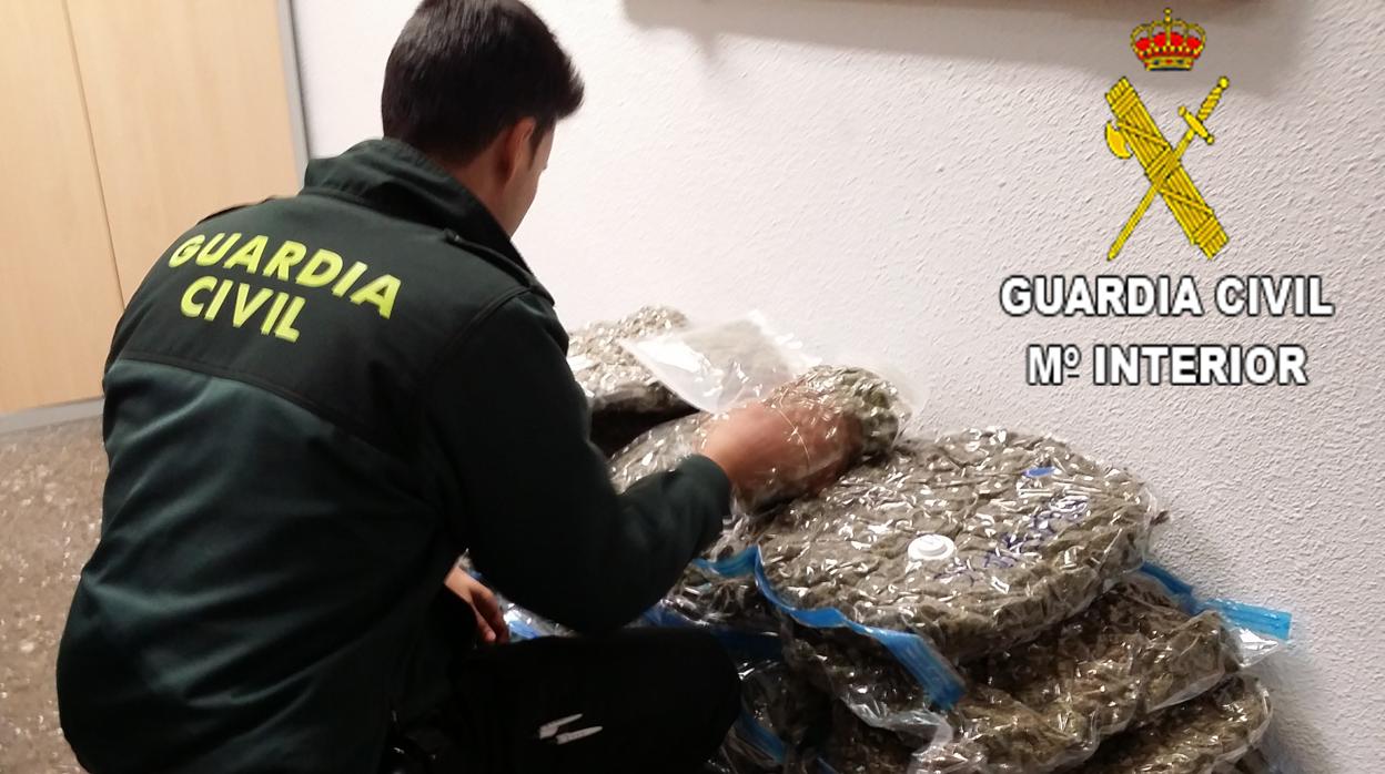 Imagen de la marihuana incautada por la Guardia Civil en Sagunto (Valencia)