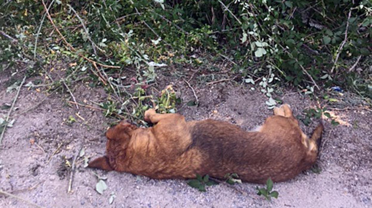 Detenido en Salamanca por atar una piedra a su perro y tirarlo al río Tormes