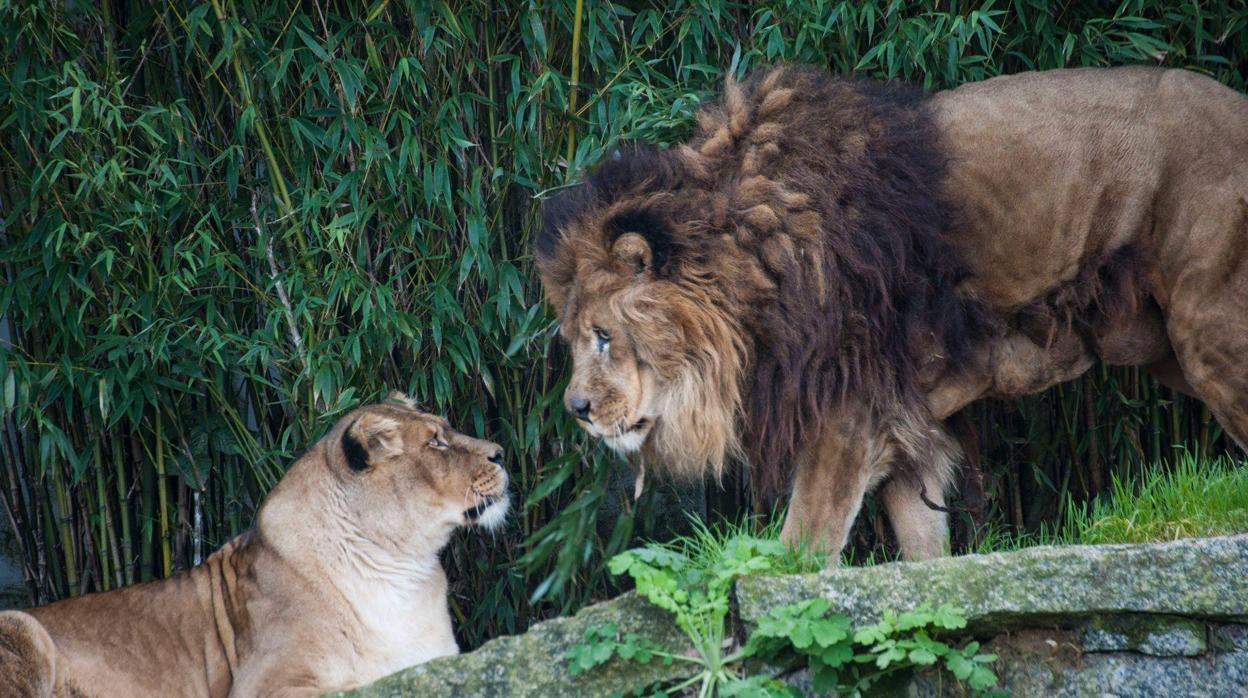 Dos leones de VigoZoo