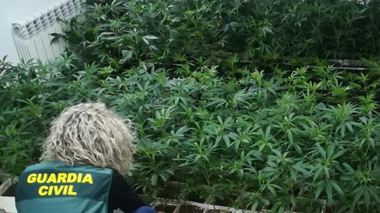 Cinco detenidos y tres cultivos desmantelados en Toledo y Yeles, con un total de 1.646 plantas de marihuana