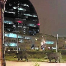 Dos jabalíes en Las Tablas, frente al edificio del BBVA