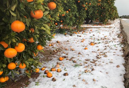 Imagen de cítricos con granizo en Tavernes de la Valldigna (Valencia)