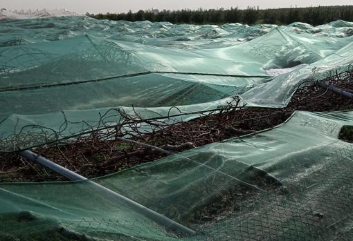 Imagen de una estructura destrozada en una plantación de kiwi de Picassent (Valencia)