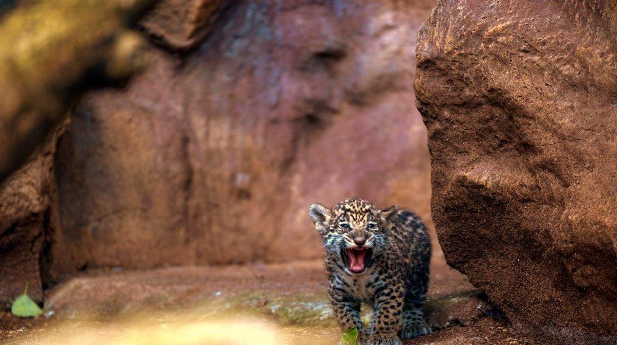 Una de las crías de jaguar