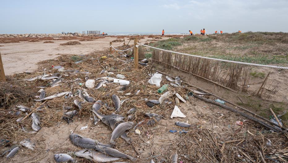 Vídeo: el paisaje desolador que ha dejado el temporal en las playas y la Albufera de Valencia