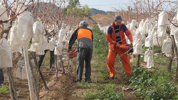 El drama de un agricultor: arranca 10.000 parras con cien toneladas de uva por falta de rentabilidad