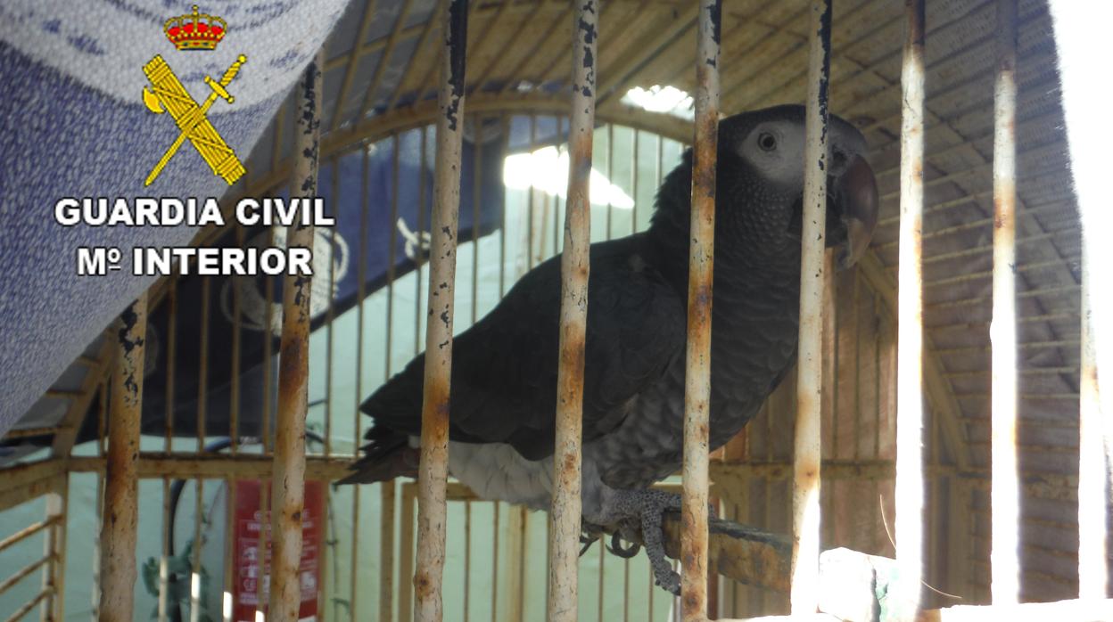La Guardia Civil incauta un ave protegida en peligro de extinción en Lanzarote