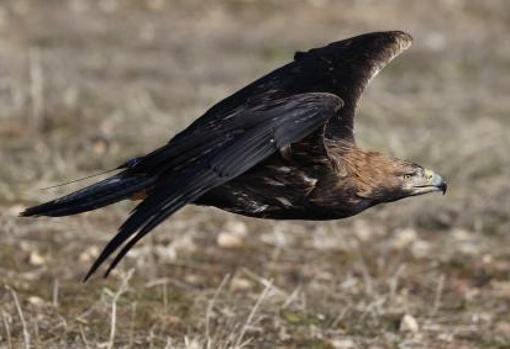 Ejemplar adulto de águila imperial ibérica