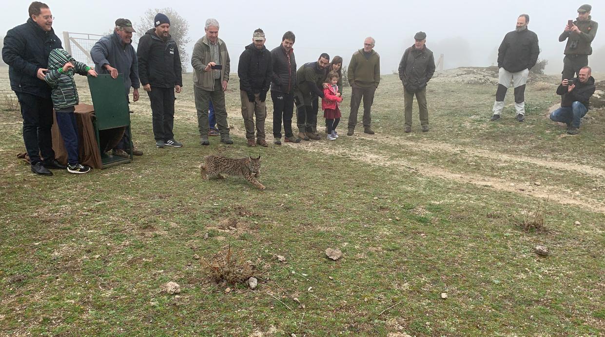 «Quejigo» tras salir de la jaula en la finca «Los Pradillos», en el término de Villarejo de Montalbán