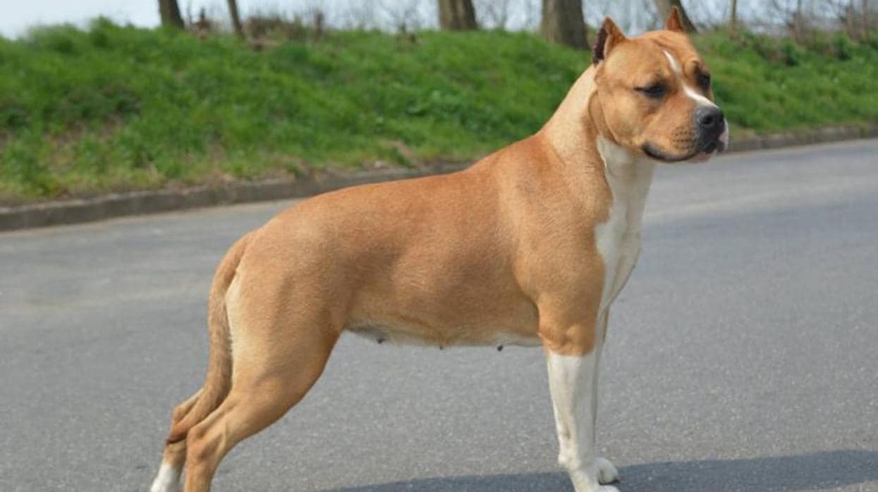 Un perro de la misma raza que el que ha atacado a dos mujeres y a otro ca en Villarreal, un Staffordshire Terrier