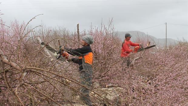 Crisis de precios en el campo: un agricultor reduce a leña sus 150.000 metros cuadrados de frutales