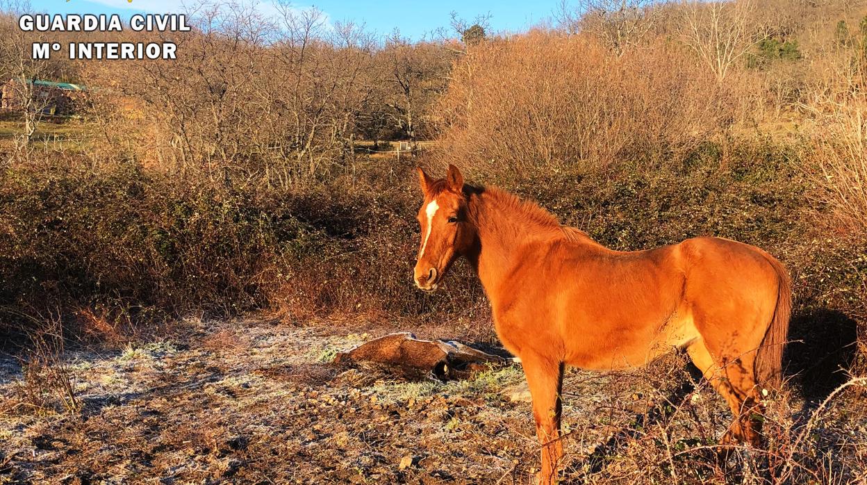 Investigan en Ávila al propietario de una finca en la que se halló un caballo muerto y otro en mal estado