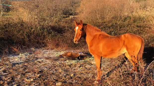 Investigan en Ávila al propietario de una finca en la que se halló un caballo muerto y otro en mal estado