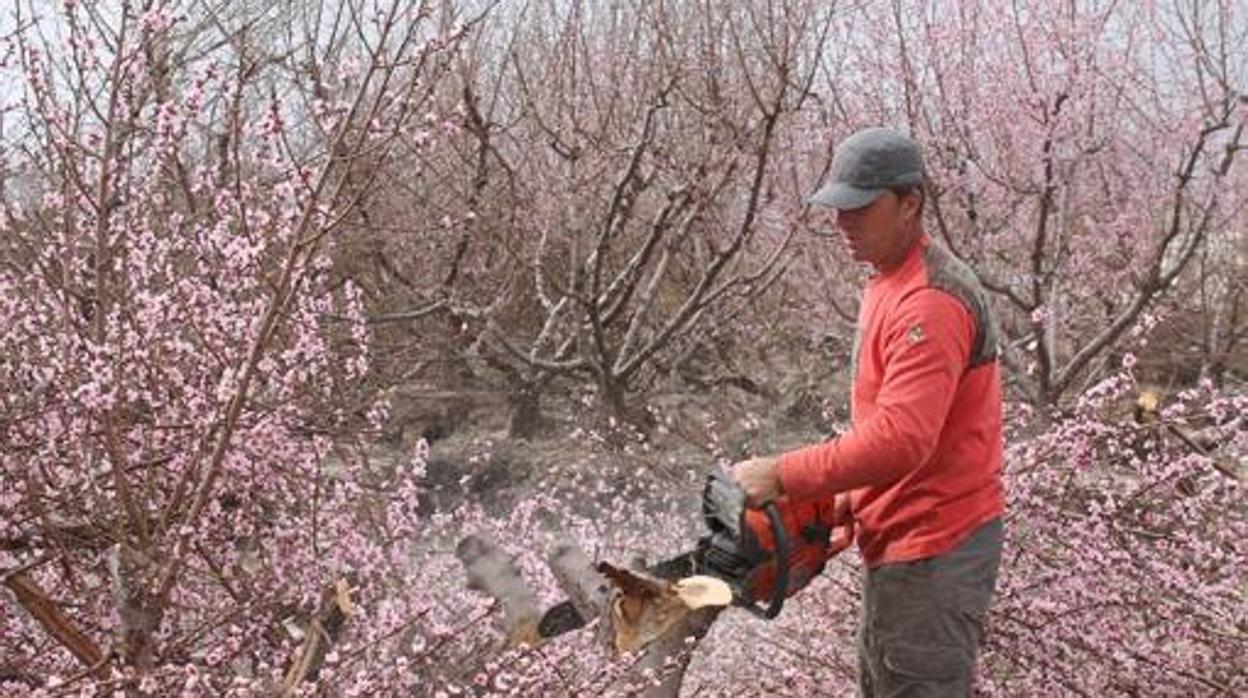 Imagen de la destrucción de frutales en una parcela de Bacarot (Alicante) tomada este miércoles