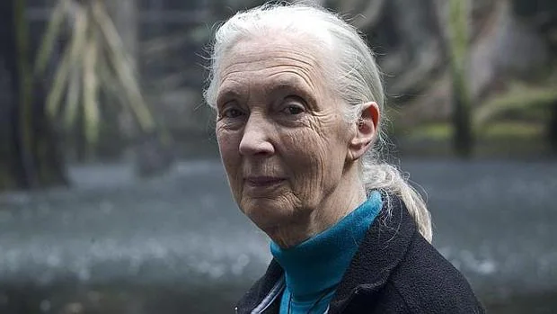 Jane Goodall amadrina el II Congreso de Conservación Activa que se celebrará en Cogolludo