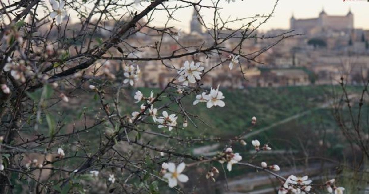 José Ramiro : Almendros en flor