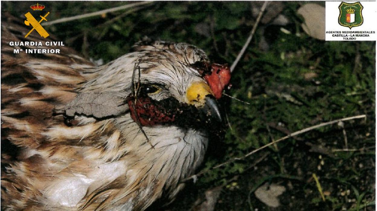 Un milano real, una de las aves afectadas por el envenenamiento