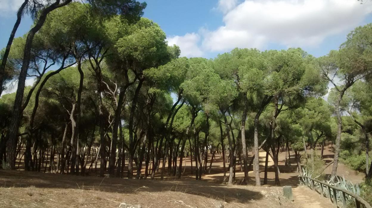 Se plantarán 1.000 árboles en una parcela de 3,3 hectáreas