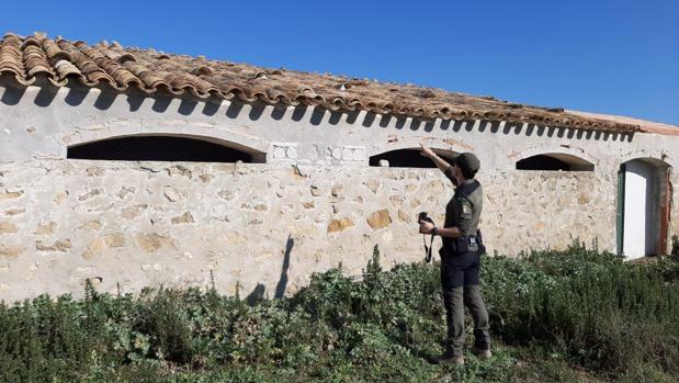 Mejoran las instalaciones del cernícalo primilla en Santa Cruz de la Zarza