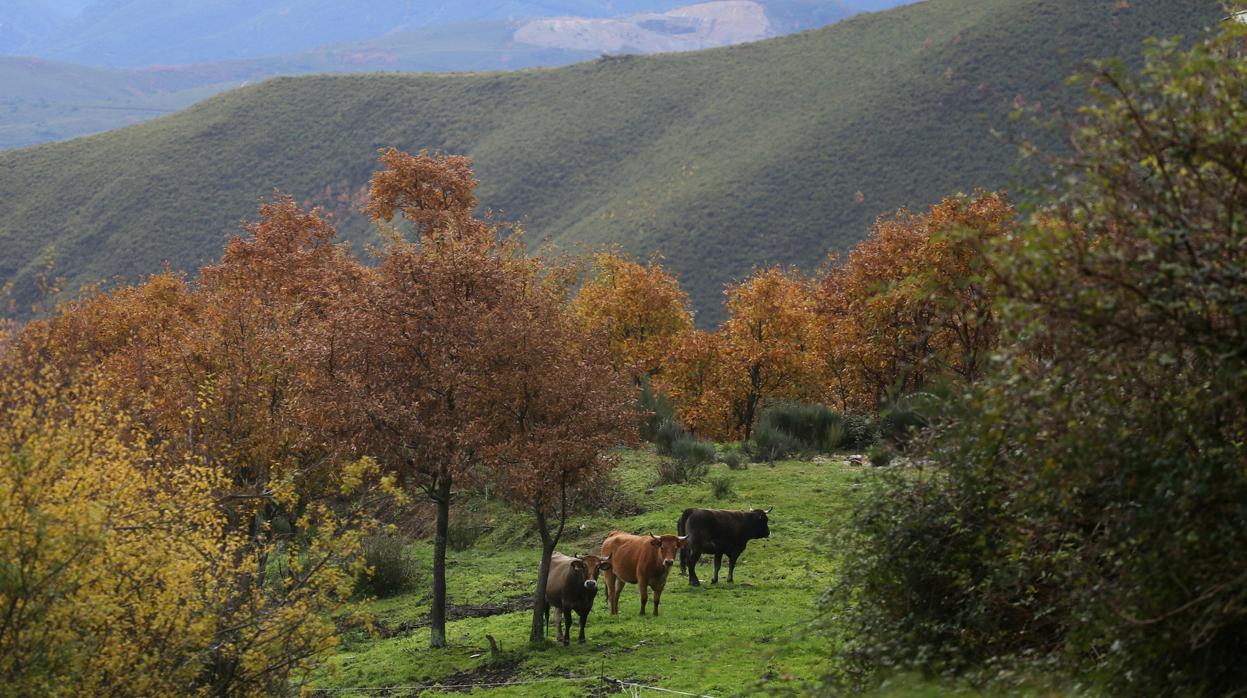 Vacas pastando en la provincia de León