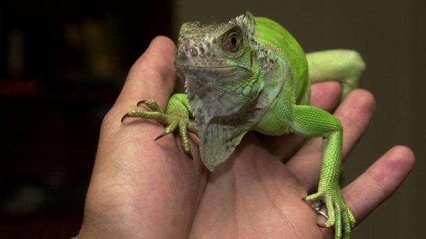 El gobierno de Ada Colau estudiará endurecer la tenencia de animales exóticos en Barcelona