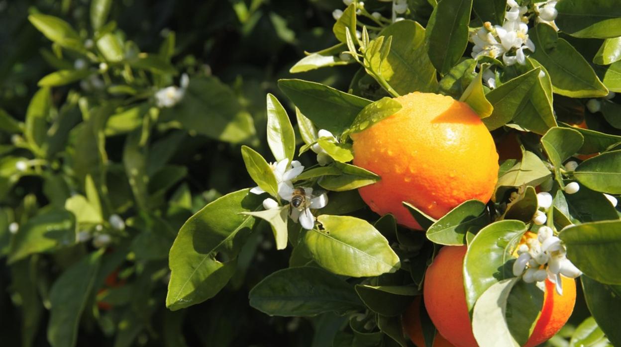 Imagen de una mandarinas de la variedad «Orri»