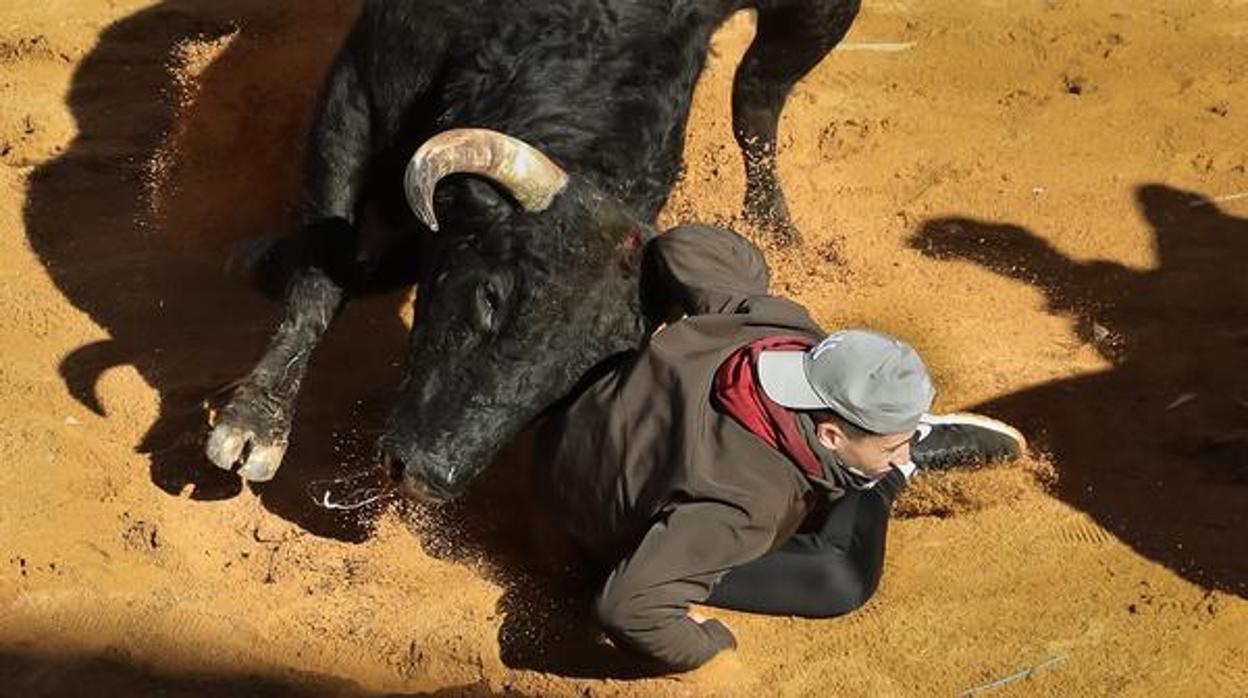 Cogida en uno de los encierros celebrados en el Carnaval del Toro de Ciudad Rodrigo (Salamanca)