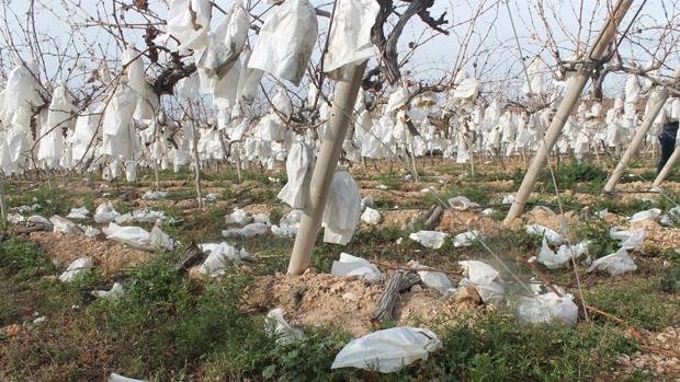 Una tractorada de agricultores alicantinos denunciará los «millones de kilos» de uva sin recoger por el precio