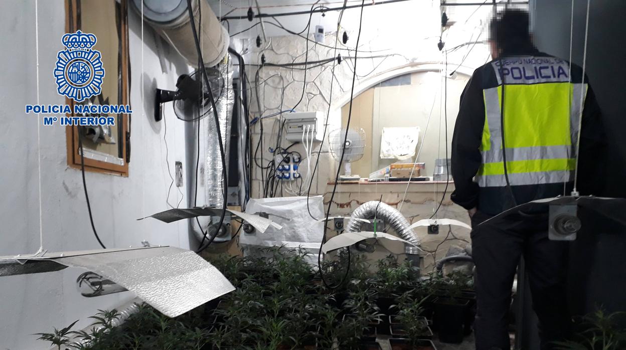 Un agente de la Policía Nacional supervisa la plantación de cannabis en una vivienda de Velada
