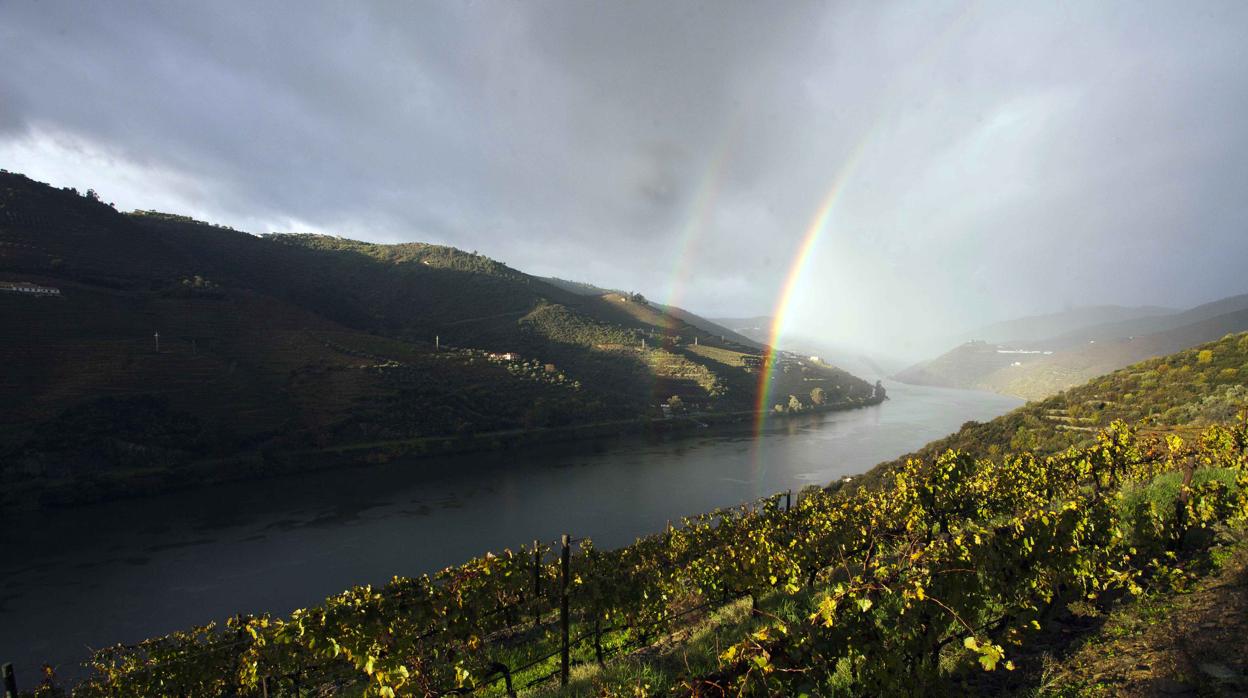 Viñedos junto al río Duero en Quinta Nova Nossa Senhora do Carmo, en Pinhaov (Portugal)