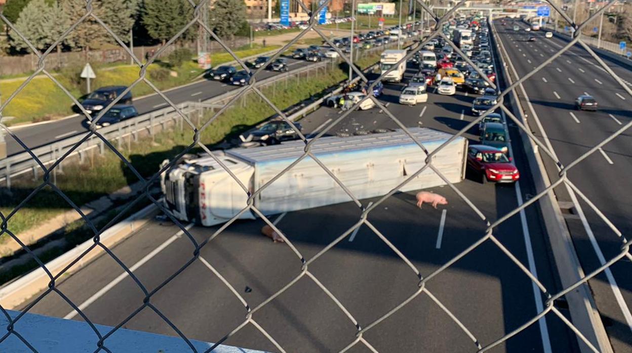 Imagen del camión siniestrado volcado en la carretera A-6 con algún ejemplar de cerdo sobre la vía