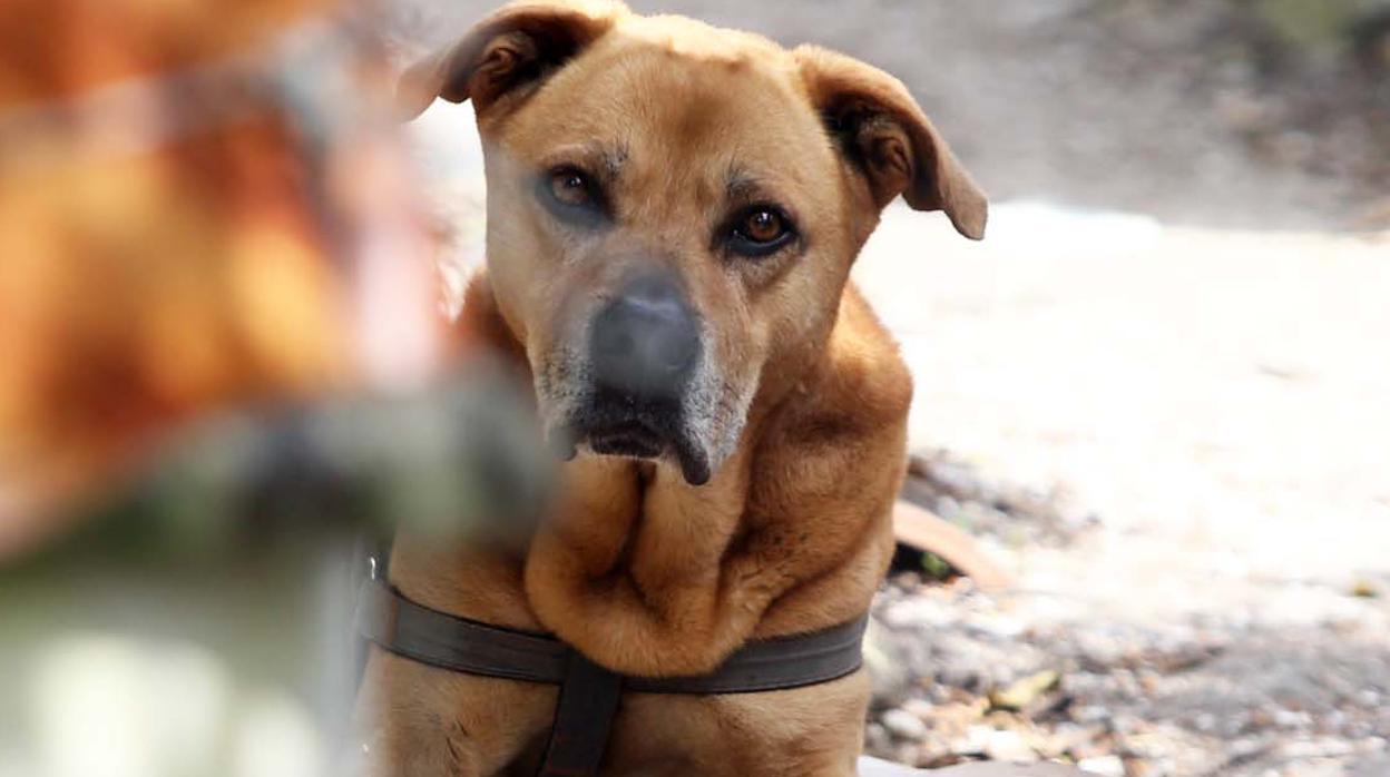 La colaboración vecinal es clave para lograr el arresto de maltratadores de animales