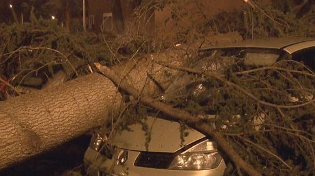 Un árbol caído ha provocado serios destrozos a varios coches en el distrito de Ciudad Lineal